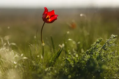 В степях Ростовской области расцвели дикие тюльпаны