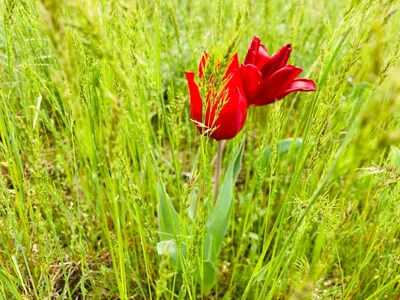 Раннее цветение степных тюльпанов началось в астраханском заповеднике |  Газета ВОЛГА