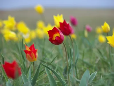В степях Самарской области расцвели дикие тюльпаны – Новости Самары и  Самарской области – ГТРК Самара