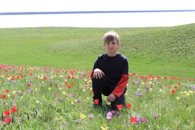 В степях Южного Казахстана зацвели тюльпаны Грейга — Новости Шымкента