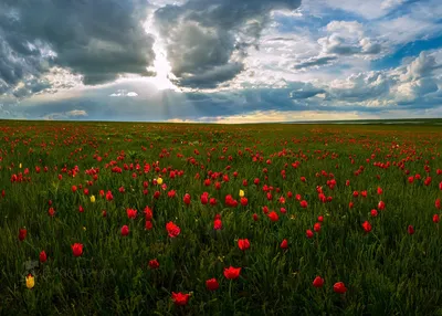 Казахстанские степные тюльпаны» — создано в Шедевруме