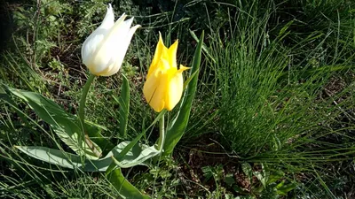 Степь полная цветов! Цветут тюльпаны в степи Калмыкии. The steppe is full  of flowers! Flowers of tulips in the Kalmykia steppe. The shot is real… |  Тюльпаны, Цветы
