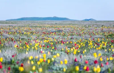 Оренбургская область: тюльпаны в степи