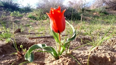 Степные тюльпаны - 72 фото