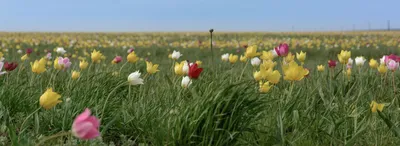В Астраханской области раньше срока зацвели степные тюльпаны - Российская  газета