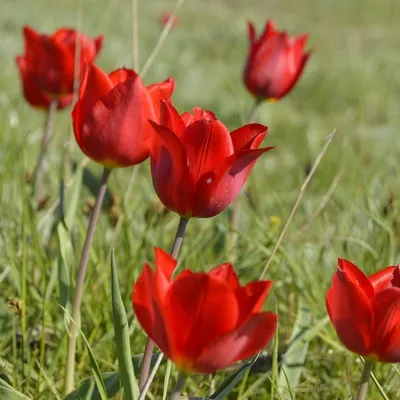 Любование цветением тюльпанов - отзыв туриста | Футбол ЮФО-СКФО