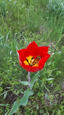 Цветут дикие тюльпаны в степи — Фото №337068