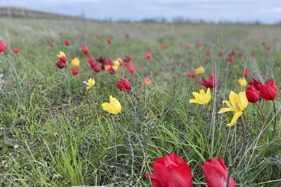 Степные тюльпаны в Оренбуржье зацвели на Пасху | 19.04.2020 | Новости  Оренбурга - БезФормата