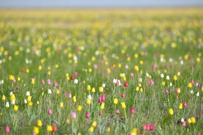 Фотография Степные тюльпаны №234391 - «Пейзажи родины моей!» (20.08.2021 -  14:27)