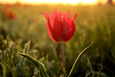 Где и когда посмотреть на цветение тюльпанов в России