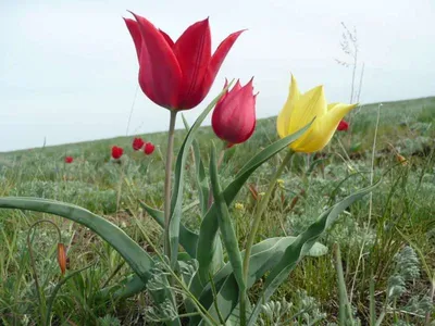 Дикие степные тюльпаны стоковое фото ©Baranov_Evgenii 146098631