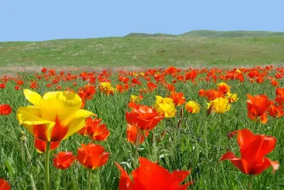 В степях Южного Казахстана зацвели тюльпаны Грейга и появились степные  грибы | Грибник России