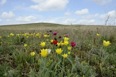 Если сорвать один цветок - в следующем году более 200 семян не взойдут”  Экологи защищают тюльпановые поля Калмыкии - KP.RU
