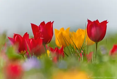 Ускользающая красота степного чуда – Степные вести