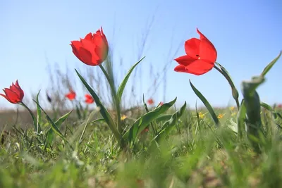 Краса степи – тюльпан — новости на сайте Ак Жайык