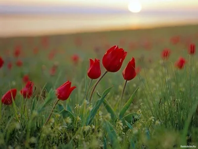 Уникальный Казахстан – аромат тюльпанов в работах жамбылского фотографа