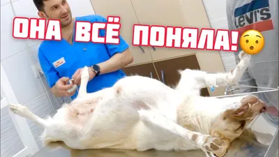 Эндоскопическая стерилизация: мнение ветеринарного врача ʕᵔᴥᵔʔ ЗооВита  ветеринарные клиники в Казани