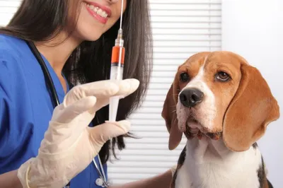 Как принять решение о стерилизации собаки?