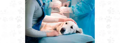 Hoiupaiga Loomakliinik - Шов после стерилизации собаки | Facebook