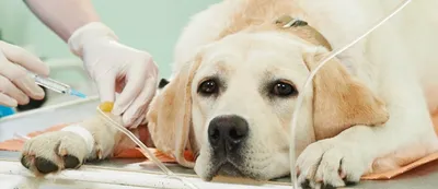 Стерилизация собак по приемлемой цене в Москве | Сколько стоит стерилизация  собак в «Ветлекарь»?