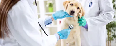 Уход за собакой после стерилизации ᐈ Зоомагазин MasterZoo