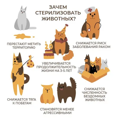 Лапароскопическая стерилизация собак в Москве, цены – Панвет