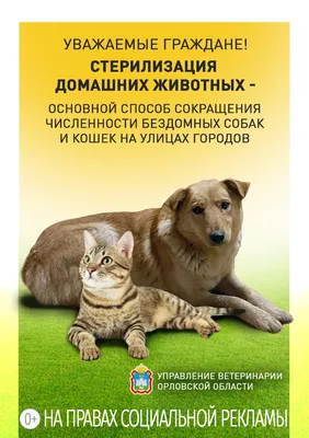 Уход за собакой после стерилизации – как ухаживать в домашних условиях —  Блог Мелоксидил