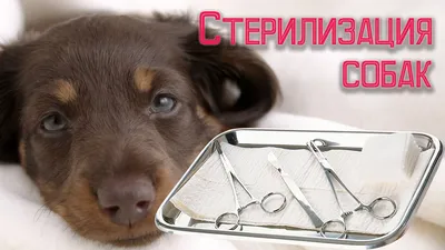 Стерилизация собаки по низким ценам в Москве - стерилизовать собаку в ИВЦ