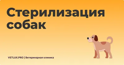 Стерилизация кошек и собак в Минске, цена