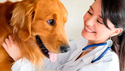 Стерилизация собаки в клинике «ПЕГАС», сколько стоит стерилизация собаки в  Красногорске, стоимость услуг