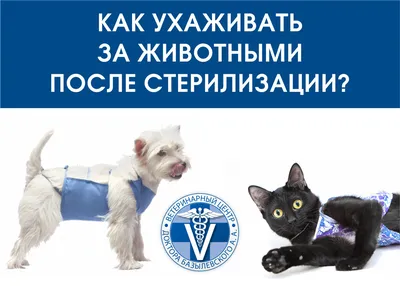 Стерилизация кошек, собак в Харькове - Ветеринарная клиника TerraVet