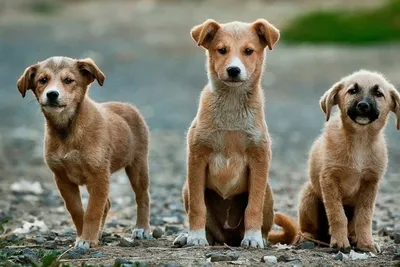 ВЛОГ Стерилизация собаки, пиометра у собак | Чихуахуа Софи - YouTube
