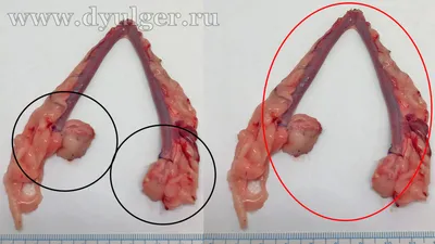 Стерилизация собак: возраст, плюсы, минусы, уход, швы, осложнения, фото и  видео