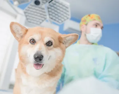 Биолог: стерилизация собак неэффективна - k-9.ru
