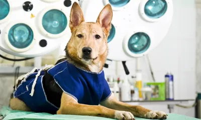 Стерилизация собак. Лечение и симптомы - Ветеринарная клиника Друг