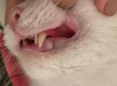 Фото кошки с острым стоматитом