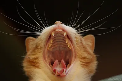 Стоматит у кошки: фото для исследования