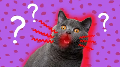 Картинка кошки с обострением стоматита в формате webp