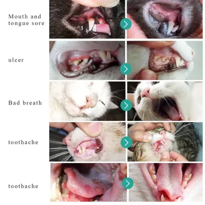 Фото кошки с преодоленным стоматитом