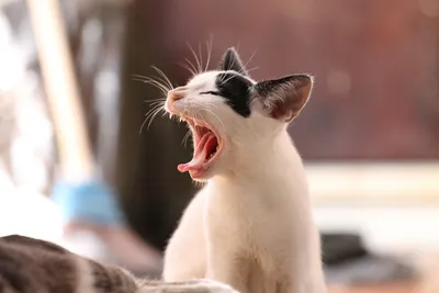 Изображение стоматита у кошки в формате png для скачивания