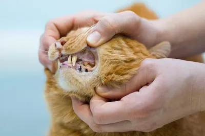 Фотография кошки с развивающимся стоматитом в хорошем качестве