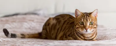 Стоматит у кошки: фото для учебных целей