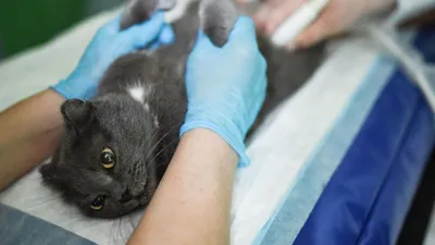 Фото кошки с хроническим стоматитом для исследования