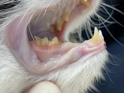 Стоматит у кошки: фотография
