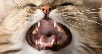 Фотография стоматита у домашней кошки в формате jpg