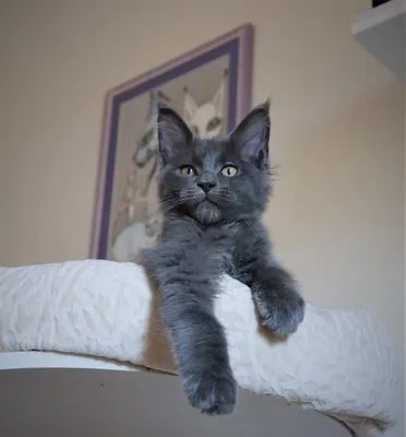 Кошка с острым стоматитом на фоне прекрасных обоев: фото jpg