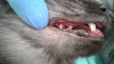 Стоматит у кошки: изображение в формате jpg