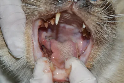 Фото кошки с развитым стоматитом в webp