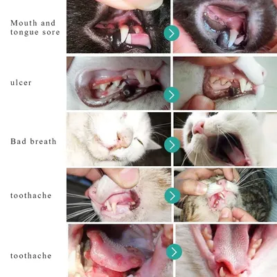 Больные зубки: как понять, что у вашего питомца проблемы в полости рта -  KP.RU