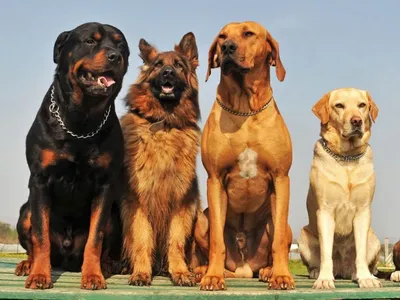 Сторожевые собаки фото фотографии